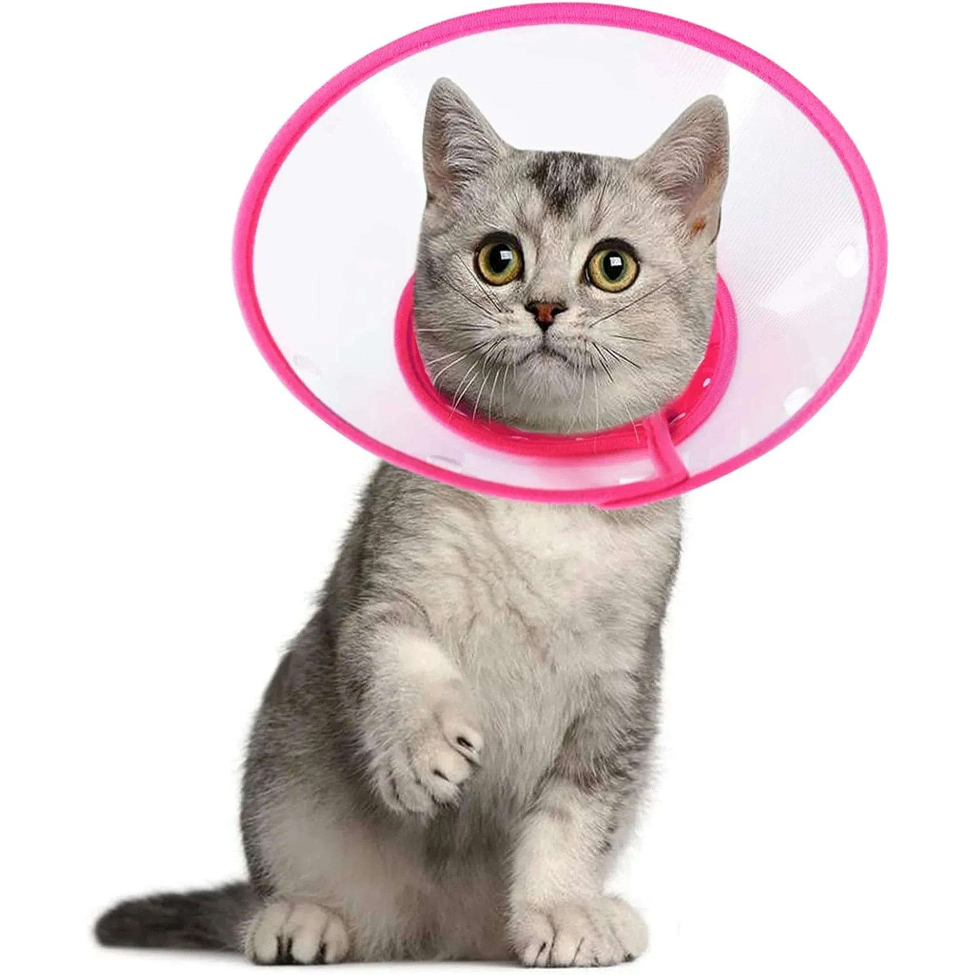 Kitten protective collar