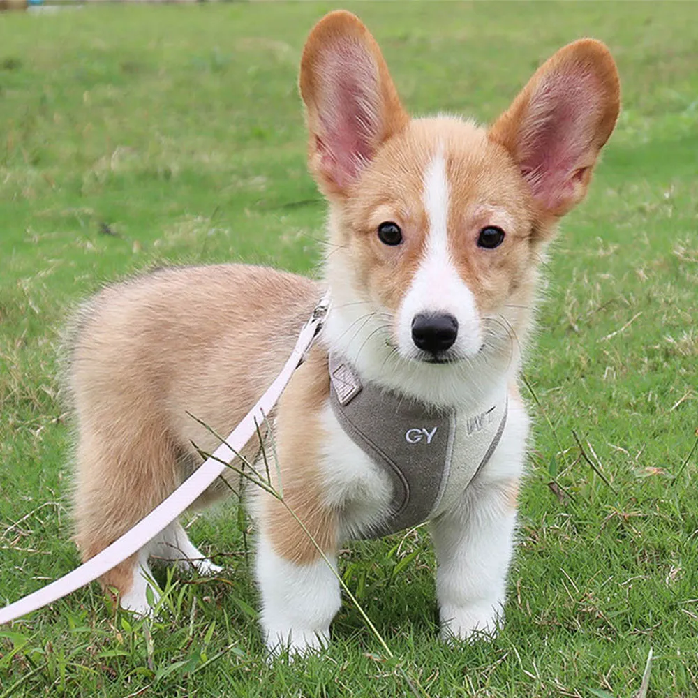 PAWS ASIA Amazon New Hot Sale Luxury Premium Embroidered Pet Harness Leash For Small Dog Cat