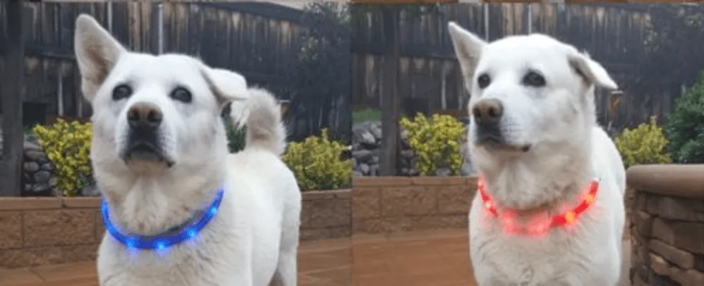 Rechargeable Waterproof LED Flashing Light Band - Night Safety for Dogs