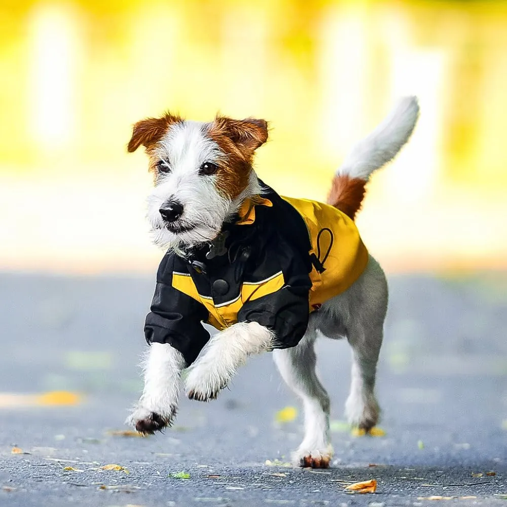 Waterproof Raincoat with Heat Reflective Lining for Small Dogs, Yorkies, Miniature Pinschers, Jack Russell Terriers, Your Stylish Hunter. XL